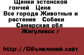 Щенки эстонской гончей › Цена ­ 7 000 - Все города Животные и растения » Собаки   . Самарская обл.,Жигулевск г.